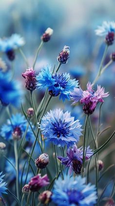 blue flowers are blooming in the field