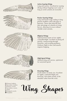 an info sheet describing the different types of wings and their functions in each wing shape