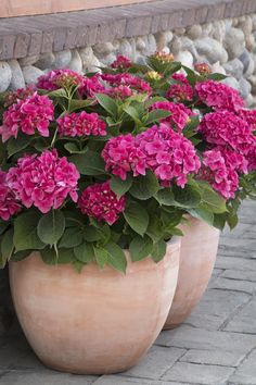 some pink flowers are in large vases on the side of a stone wall and brick walkway