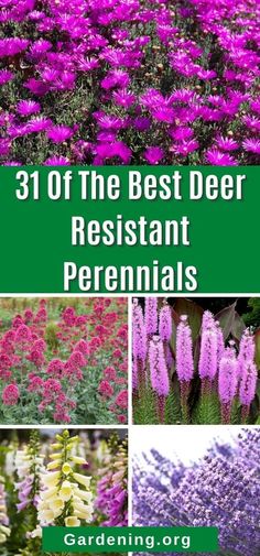 the best deer resistant perennials