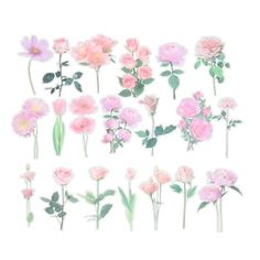 pink flowers are arranged in rows on a white background