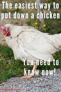 Sick chicken Chicken Funny Humor Pictures, Chicken Outside Ideas, How To Trim Chickens Nails, How To Humanely Kill A Chicken, How To Keep Chicken Run Clean, How To Pluck A Chicken, Chicken Waterer Ideas, All Things Chickens, All About Chickens