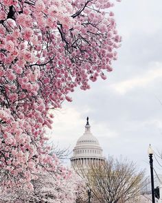 the capital building in washington d c surrounded by blooming cherry trees and street lamps