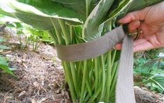 a person is holding a ribbon around a plant with large green leaves in the background