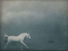 a white horse is running in the foggy field with grass and trees behind it