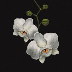 two white orchids with orange eyes on a black background are featured in this painting