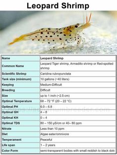 a list of different types of shrimps and their names