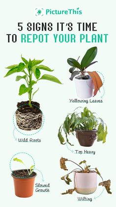 five signs it's time to repot your plant