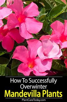 pink flowers with text overlay how to successfully overwinter mandevilla plants