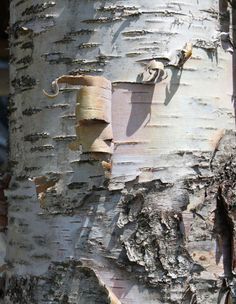 the bark on this tree is peeling off