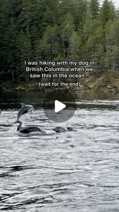 two dolphins are swimming in the water with trees in the background and a caption that says, i wish to be able to visit british columbia when we saw this in the ocean