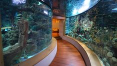 an aquarium with fish in it and wooden floors