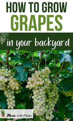 grapes growing on the vine with text overlay how to grow grapes in your backyard