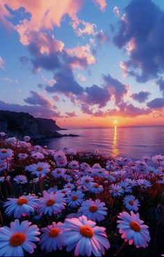 the sun is setting over the ocean with white daisies