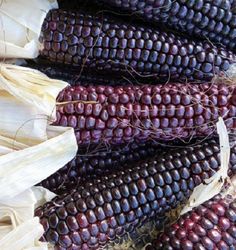 corn on the cob is purple and yellow