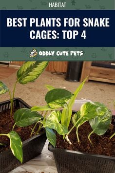 some plants that are sitting in pots on the ground with text overlay saying best plants for snake cages top 4 oddly cute pets