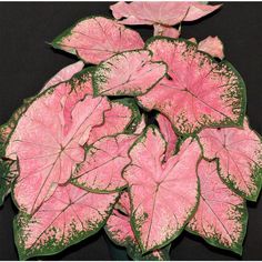 some pink and green leaves on a black surface