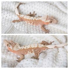 two pictures of an orange and white gecko laying on top of a bed sheet