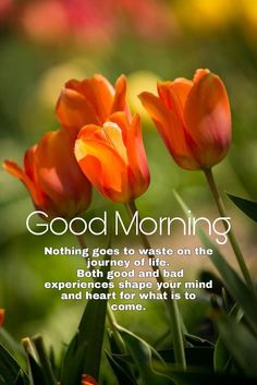 three orange tulips with the words good morning