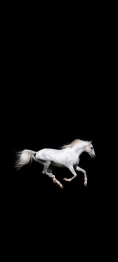 Horses are the furious animal alive. They are fearless, can stand for you anywhere they are asked to. White Horse Wallpaper Iphone, Lord Ram Image, Ram Image, Horse Illustration, Apple Wallpaper Iphone, Apple Wallpaper, Horse Photography, White Horse