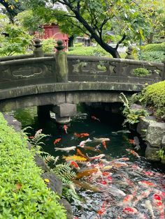 a small bridge over a pond filled with lots of fish