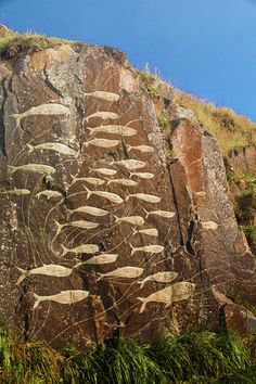 an image of some rocks with fish on them