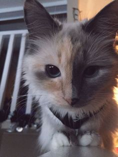 a cat sitting on top of a table next to a radiator