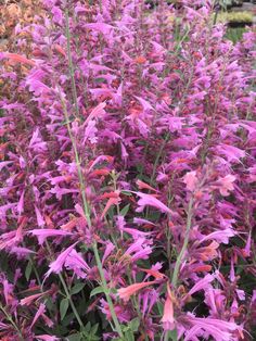 purple flowers are blooming in the garden