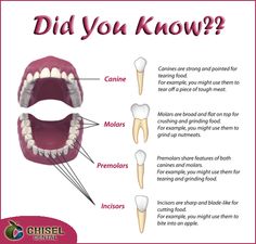 Did you Know ???? Humans use four different types of #teeth : incisors, canine, premolars, and molars to cut, tear and #grind their #food. Human Canine Teeth, Incisors Teeth, Canines Teeth, Dental Activities, Types Of Teeth, Dental Health Preschool, Teeth Anatomy