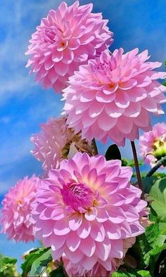 pink flowers with green leaves and blue sky in the background