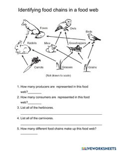 the food chain worksheet is shown in this image, and it shows how many foods