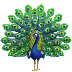 a blue and green peacock with its feathers spread out, standing in front of a white background