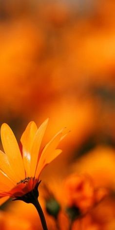 an orange flower with a poem written in the bottom right corner on top of it