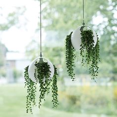 two circular hanging plants in front of a window