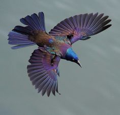 a colorful bird flying over the water