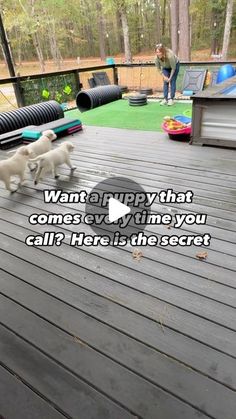 three white dogs walking across a wooden deck in front of a woman and her dog