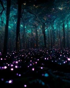 a forest filled with lots of purple and green glowing balls in the dark night sky