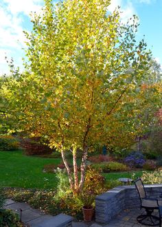 a tree with yellow leaves is in the middle of a patio and some chairs are around it