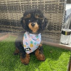 a black and brown dog wearing a bib sitting in the grass next to a brick wall