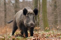 a wild boar is walking through the woods