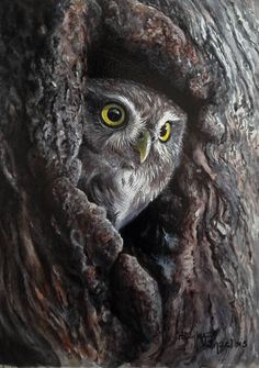 an owl with yellow eyes peeks out from behind a hollow in the bark of a tree