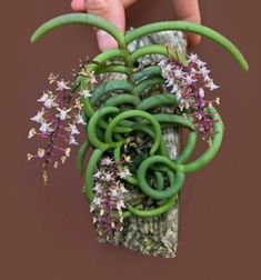 a hand holding a bunch of green and purple flowers in it's palm area