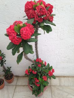 three potted plants with red flowers in front of a white wall and tiled floor