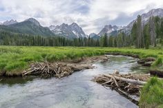 a river running through a lush green forest filled with tall grass covered mountains in the distance