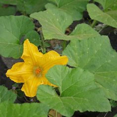 a yellow flower with green leaves around it