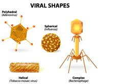 an info sheet with different types of shapes and sizes for the visual shape of objects