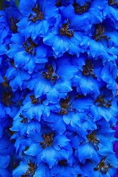 the blue flowers are blooming all over the place