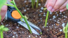 Growing Cucumbers in Pots with These Easy Tips - Gardening Channel Gardening Cucumbers, Garden Planing