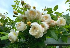 white roses are blooming in the garden