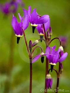 purple flowers blooming in the grass